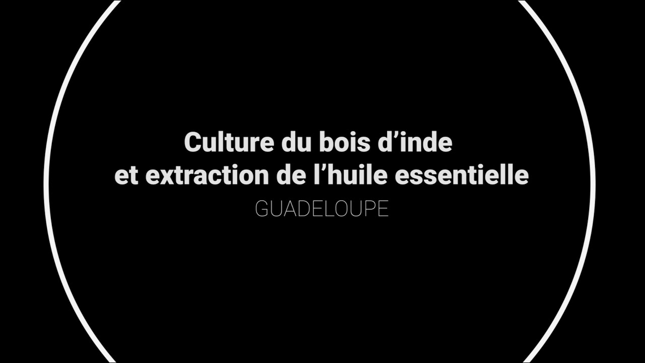 Culture Du Bois Dinde Et Extraction De Lhuile Essentielle Vid O Clip